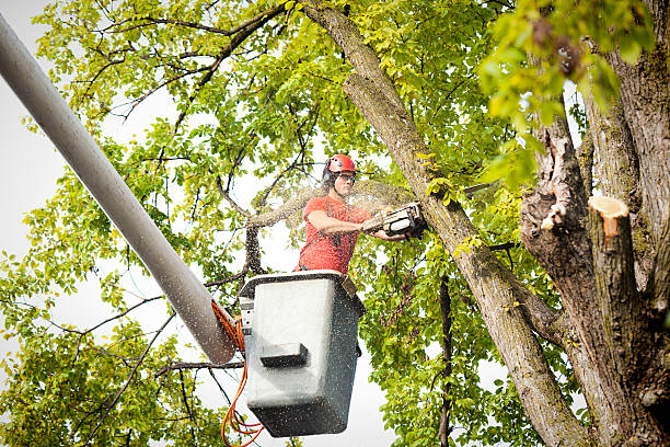 Best Commercial Tree Services  in New Boston, OH